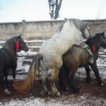 galerie foto: sute de cai de rasă căutați în dinți la sibiu