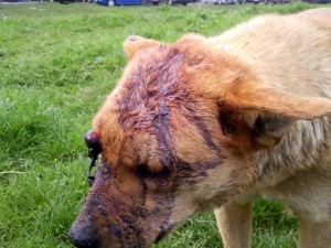 update - topul mârlanilor: dosar penal pentru cel care a scos un ochi la un câine cu un baros de 2 kilograme