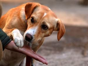 primăria anunţă că 40 de câini comunitari pleacă în germania