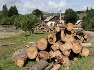 pădurar prins cu lemne furate la axente sever