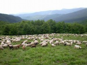 cioban omorât de trăsnet în timp ce păştea oile pe câmp la crinţ