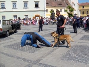 Trening la Sibiu cu câini din Germania, Danemarca, Finlanda, Slovenia, Belgia, Portugalia, Spania și România