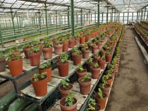 20.000 de lalele şi crizanteme plantate în serele din sibiu