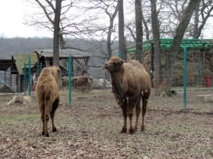 două cămile sunt noile atracţii la grădina zoologică din sibiu