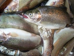mediaşul are oficial pescărie în incinta pieţei agroalimentare