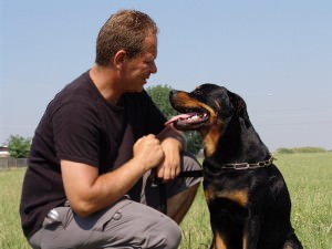 sibiu este gazdă pentru campionatul naţional de dresaj al câinilor de serviciu