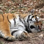 video – tigrul baghera suferă de singurătate la zoo în sibiu după moartea mamei sale