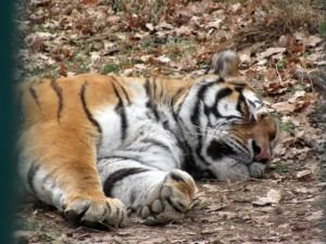 Salvarea pentru Baghera vine de la Suceava. O tigroaică de la Ilişeşti, pentru Grădina Zoologică Sibiu