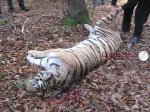 îngrijitorul de la zoo sibiu despre evadarea tigrului din cușca lăsată deschisă: "a fost o scapare de moment"