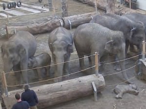 foto omagiu emoţionant: cum îşi ia adio un grup de elefanţi de la un pui mort
