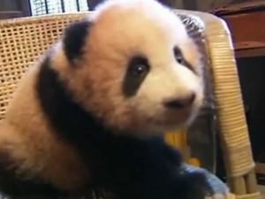 VIDEO Cel mai drăgălaş animal din lume? Cum creşte un pui de panda