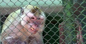 investiţii importante în 2012 la zoo. maimuţele vor avea un nou adăpost