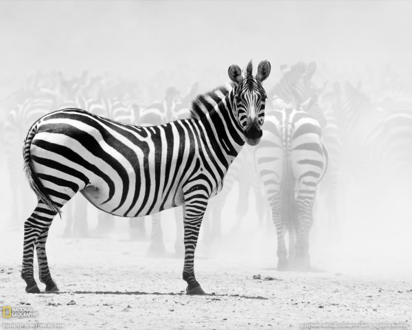 007-zebra-tanzania-xl_bigger