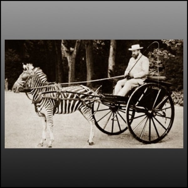 zebra carriage.muttsnutts