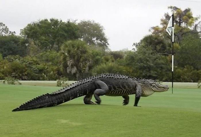 crocodil gigant