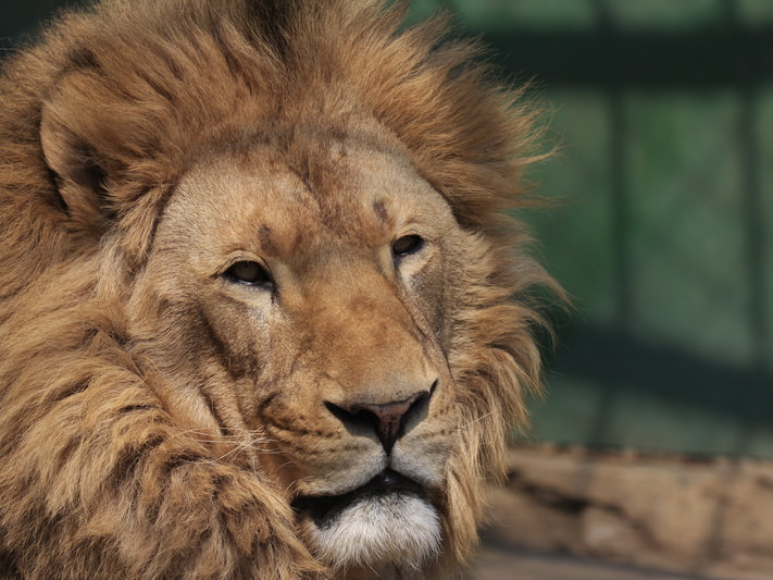 video - partide de amor între leii de la grădina zoologică din sibiu