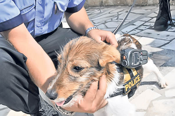 vaga-bond - maidaneza transformată în câine poliţist