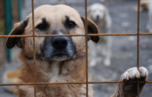 legea câinilor comunitari: cum reacţionează primarii din sibiu şi mediaş după adoptarea acesteia