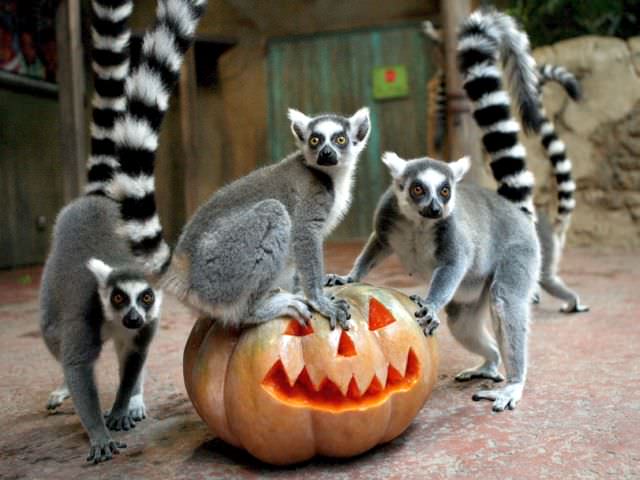 trei lemurieni şi un watusi sunt noile atracţii de la zoo în sibiu
