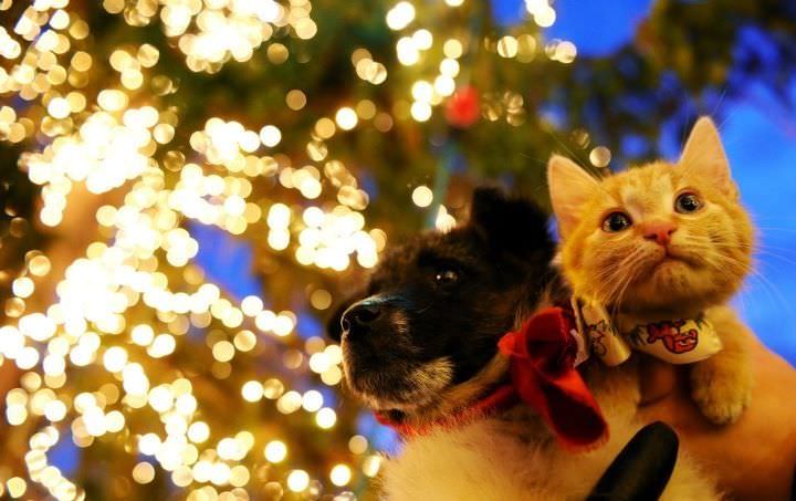 cadoul cel mai frumos de crăciun poate veni de la ultima campanie de adopții de căţeluşi şi pisicuţe din acest an