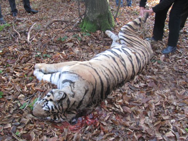 update foto-video tigroaica ce a fugit de la grădina zoologică şi a ajuns în valea aurie a fost împuşcată! un îngrijitor a lăsat cuşca deschisă