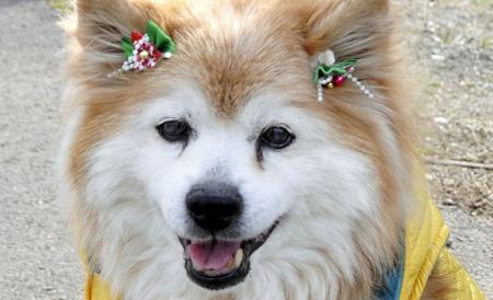 pusuke, cel mai bătrân câine din lume, a murit, la vârsta de 26 de ani