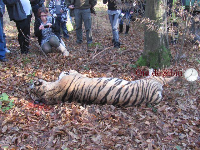 părerea vier pfoten despre tigrul ucis la sibiu: este victima a oamenilor care ignora normele de securitate a animalelor