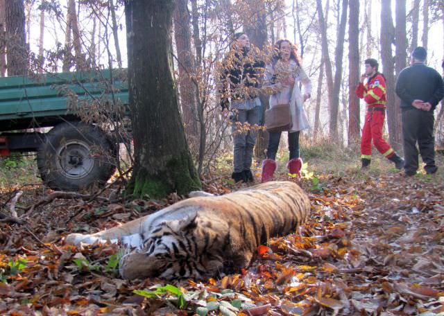 update video - foto: sibienii condamnă uciderea tigroaicei evadată de la zoo din sibiu. spune şi tu părerea ta!