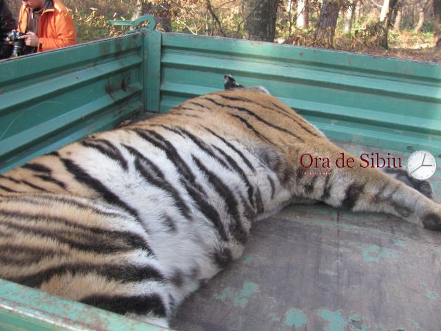 vânătorul care a ucis tigrul fugit de la zoo: dacă nu trăgeam în momentul acela, era dezastru