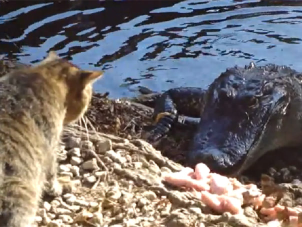 video confruntare inedită: luptă între un aligator şi o pisică. cine câştigă?