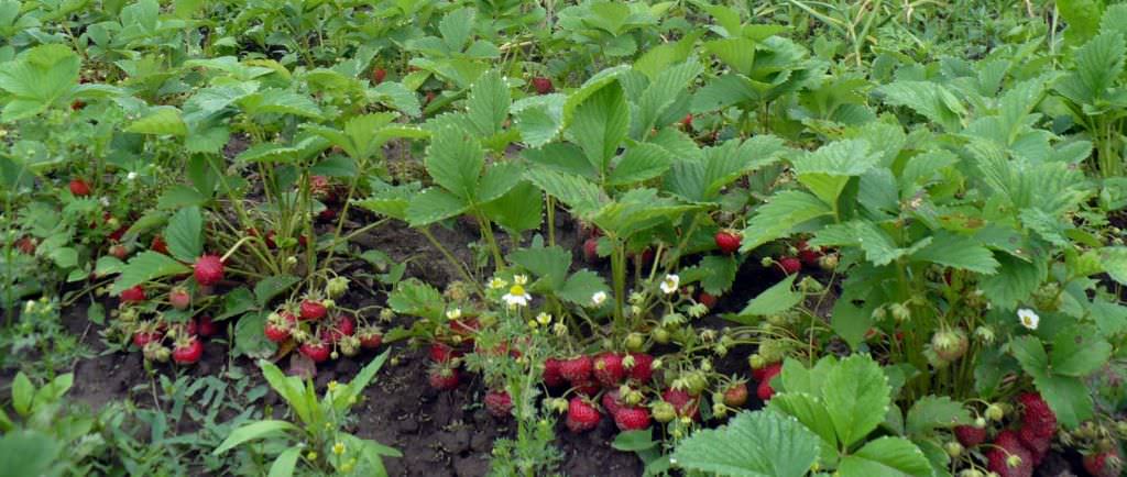 se caută sibieni pentru joburi la recoltat căpșuni în spania. vezi cum te poți înscrie!