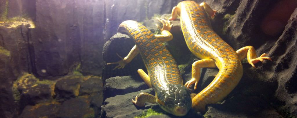 foto şerpi uriaşi, varani şi un crocodil unic în românia în expoziţia de reptile din sibiu