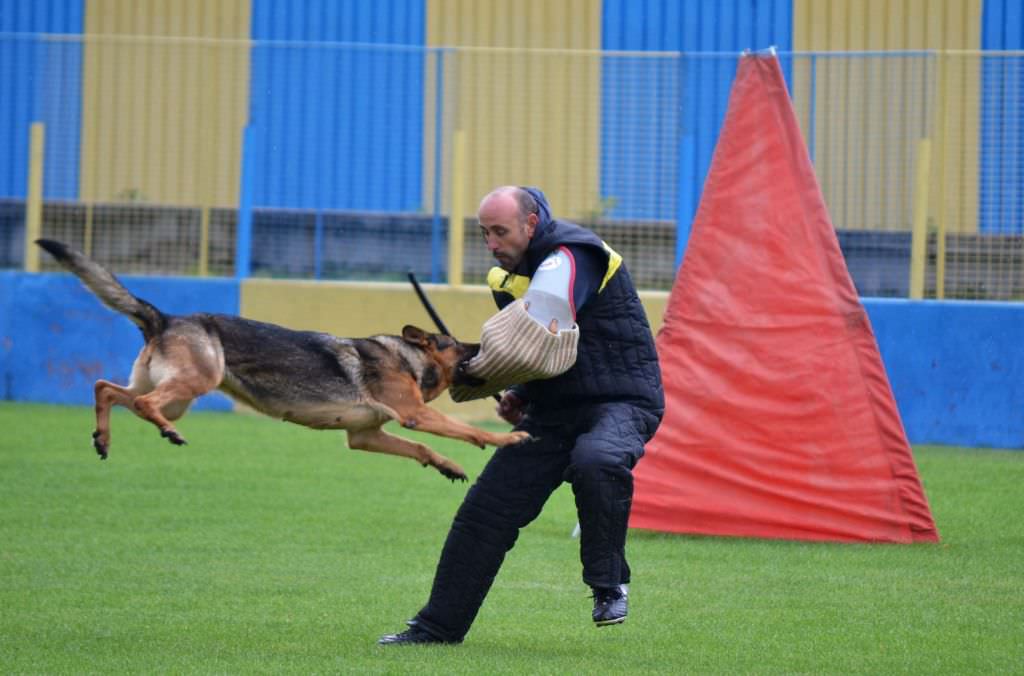 campionatul naţional de dresaj canin are loc weekend-ul acesta la sibiu