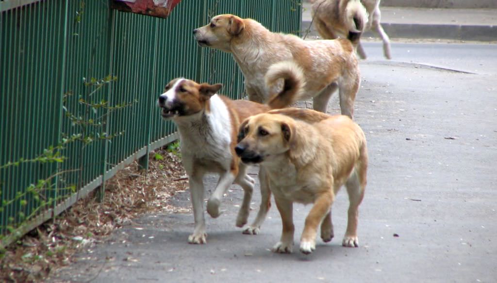 iohannis despre eutanasierea câinilor comunitari: mi se pare de-a dreptul barbară această idee