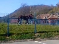 video amator: la mediaş caii se plimbă pe pasarelă!