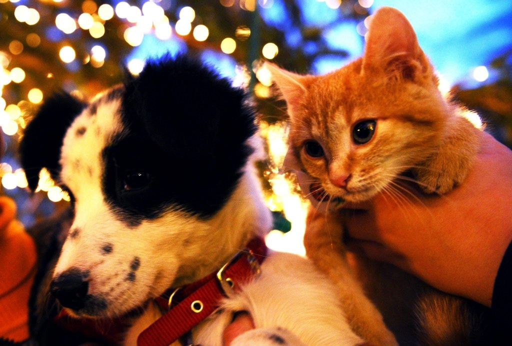 sâmbătă va avea loc o campanie de adopţii de animale la târgul de crăciun din sibiu