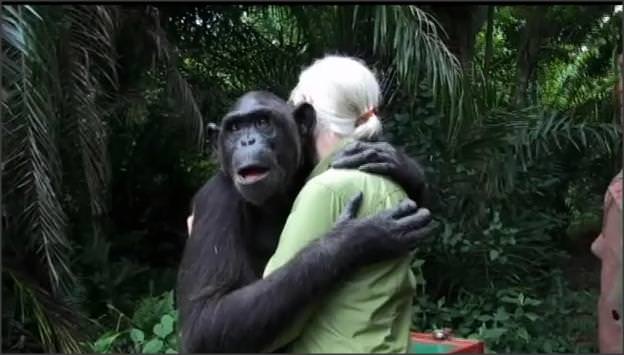 video emoţionant: cum reacţionează un cimpanzeu când este redat libertăţii