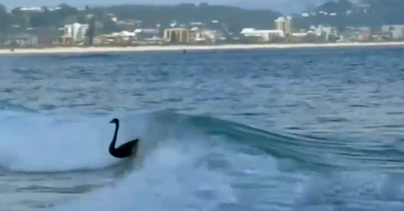 video: ai mai văzut lebede negre să facă surf?