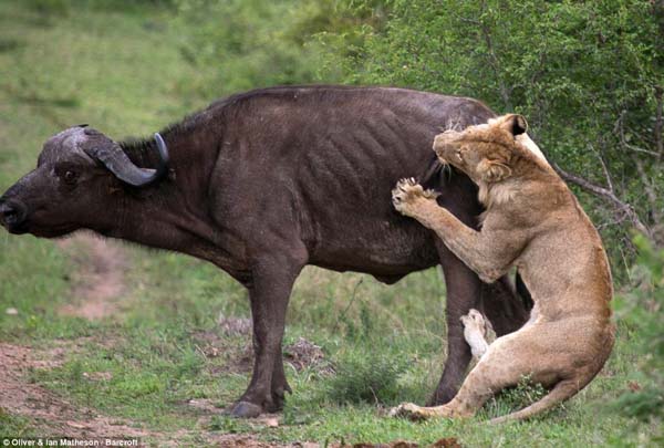 surpriză mare: cum credeţi că s-a terminat atacul leilor?