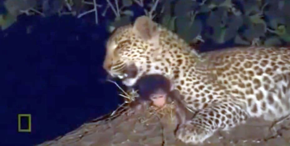 video halucianant un leopard a ucis fara mila o mama babuin si apoi adopta puiul abia nascut!
