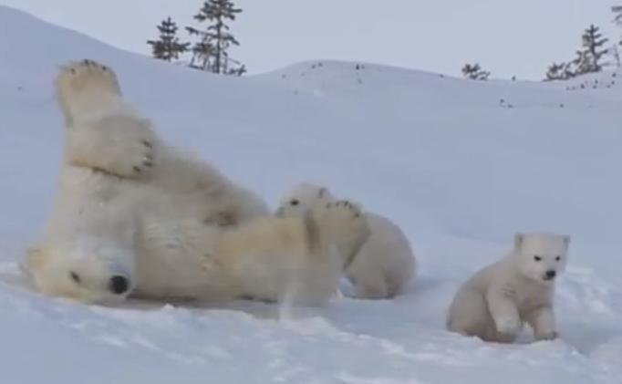 dragoste de urși polari: cum își iubesc mama doi ursuleți polari (video)