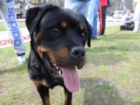 cei mai frumoşi câini din românia s-au întrecut la mediaş | imagini deosebite