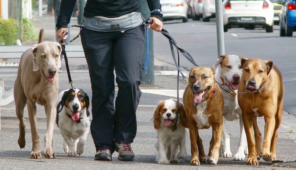 decizie dură interzis plimbărilor cu câini de companie în muzeul în aer liber din sibiu