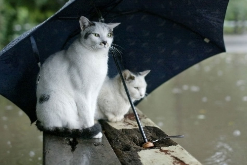 AI UMBRELĂ? Vremea la Sibiu în următoarele două săptămâni de primăvară