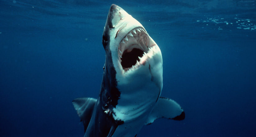 adrenalină: a sărit în apă de la înălțime și a nimerit lângă un rechin fioros - imagini șocante