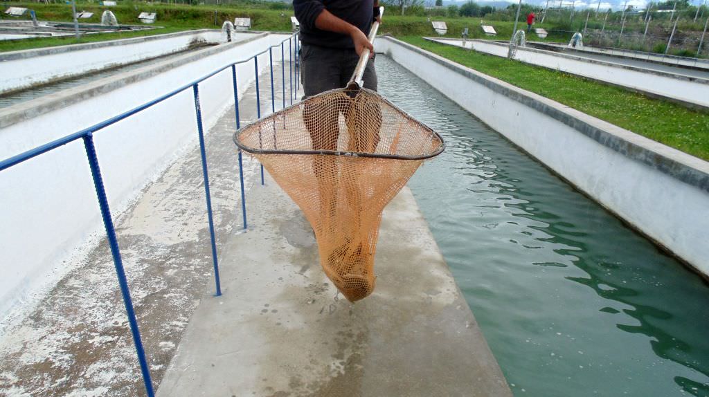 foto ferma de sturioni din județul sibiu cu zeci de tone de pește în valoare de milioane de euro (reportaj)