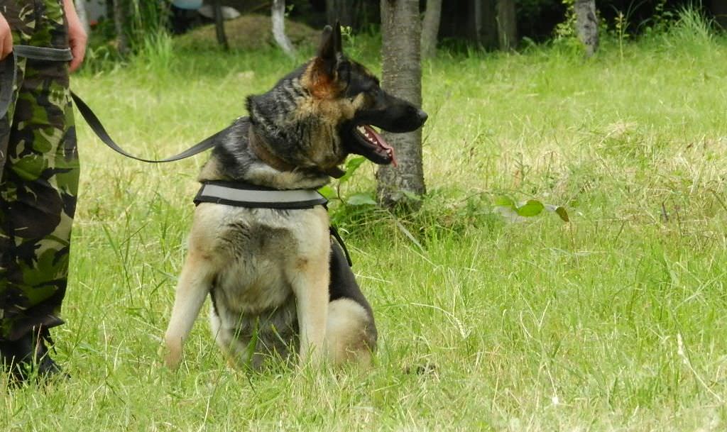 câinii de la centrul chinologic din sibiu caută adolescenta dispărută în munții retezat