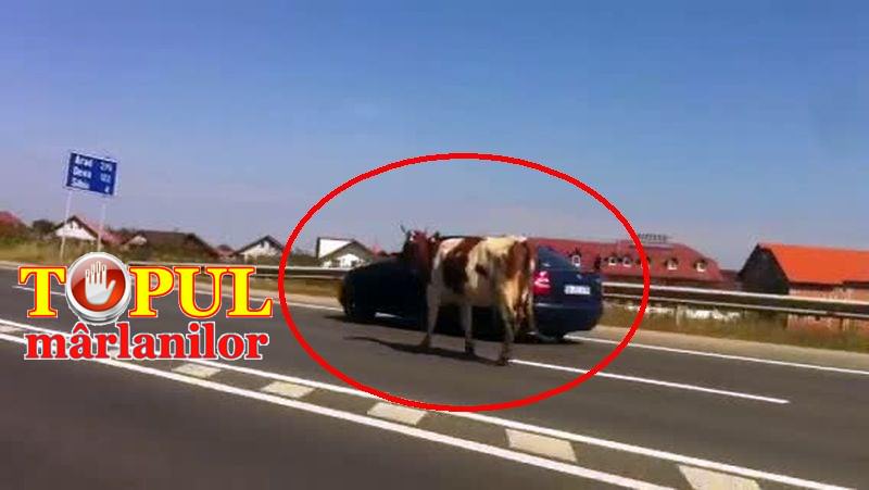 video incredibil vaci lăsate libere pe dn1 printre mașini la șelimbăr în județul sibiu