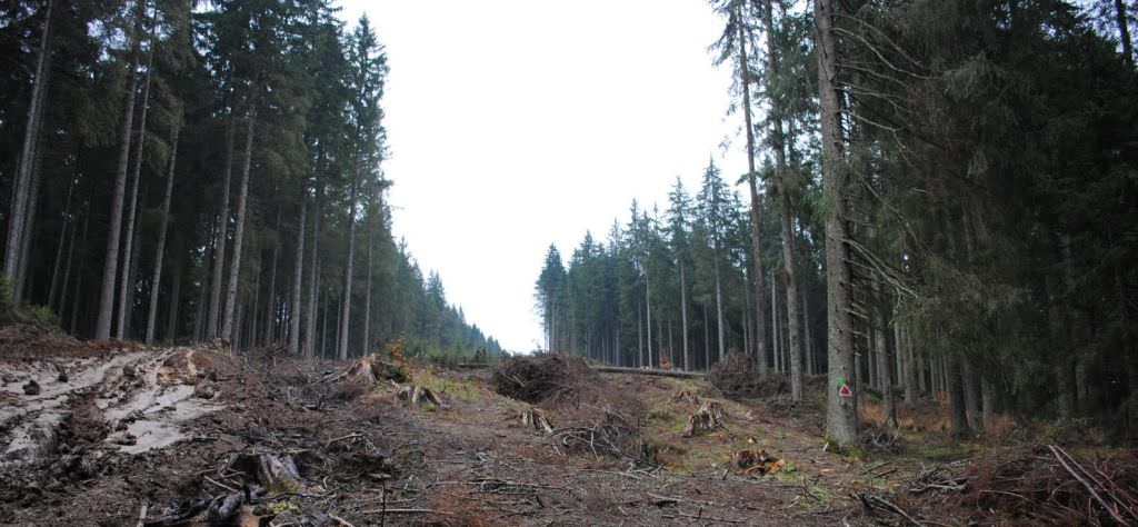 jurnalist bbc, șocat de masacrul din pădurile din românia: „defrișarea e evidentă”
