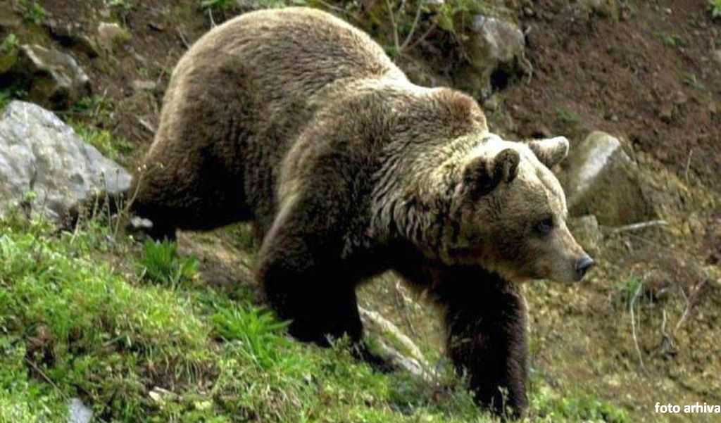 turist american atacat de un urs în municipiul brașov. a fost dus de urgență la spital